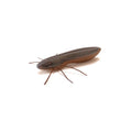 RL - Angelrollentuning - Nays BG - Creature Bait - C - 27 - 2 Inch | 5,1 cm - 